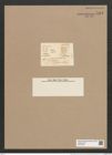 Diadesmis sculpta (Ehr.) Kütz. (de-Toni-Nr.: Genus 84, Species 2946) Zeichnungen Sammlung Grunow Nr. 5953 (NHMW-BOT-W0374429)
